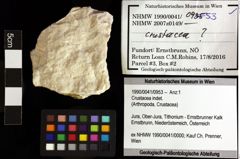 Foto (Objket + Etiketten) von Crustacea indet. 